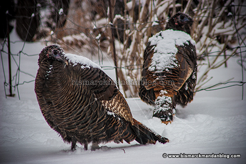 turkey_snow_18980