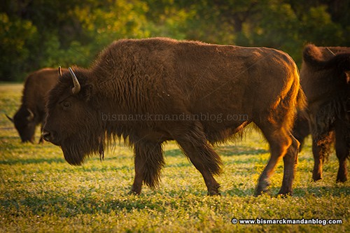 badlands_bison_22480