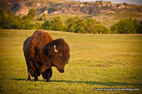 badlands_bison_22491