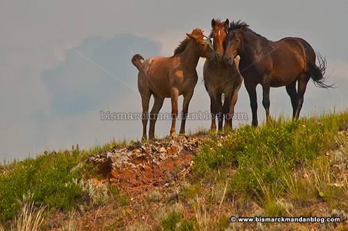 badlands_horses_22742