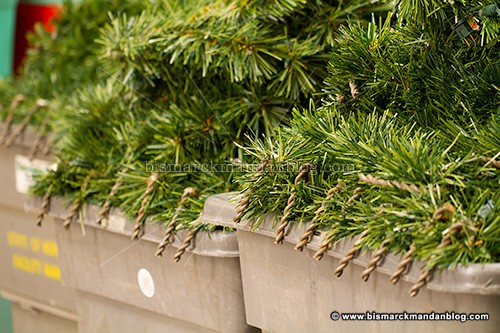 2015_capitol_tree_36009