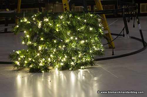 2015_capitol_tree_36023