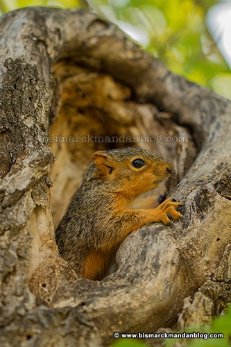 baby_squirrel_37557