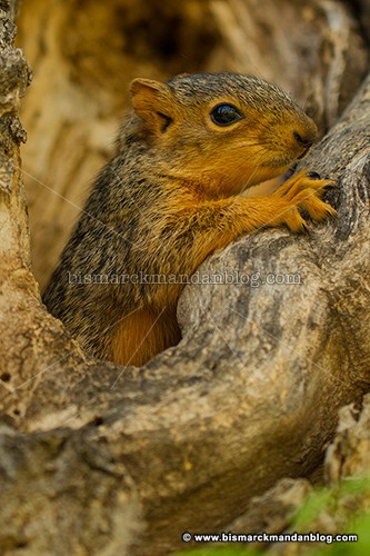 baby_squirrel_37563