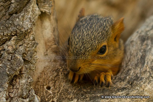 baby_squirrel_37570